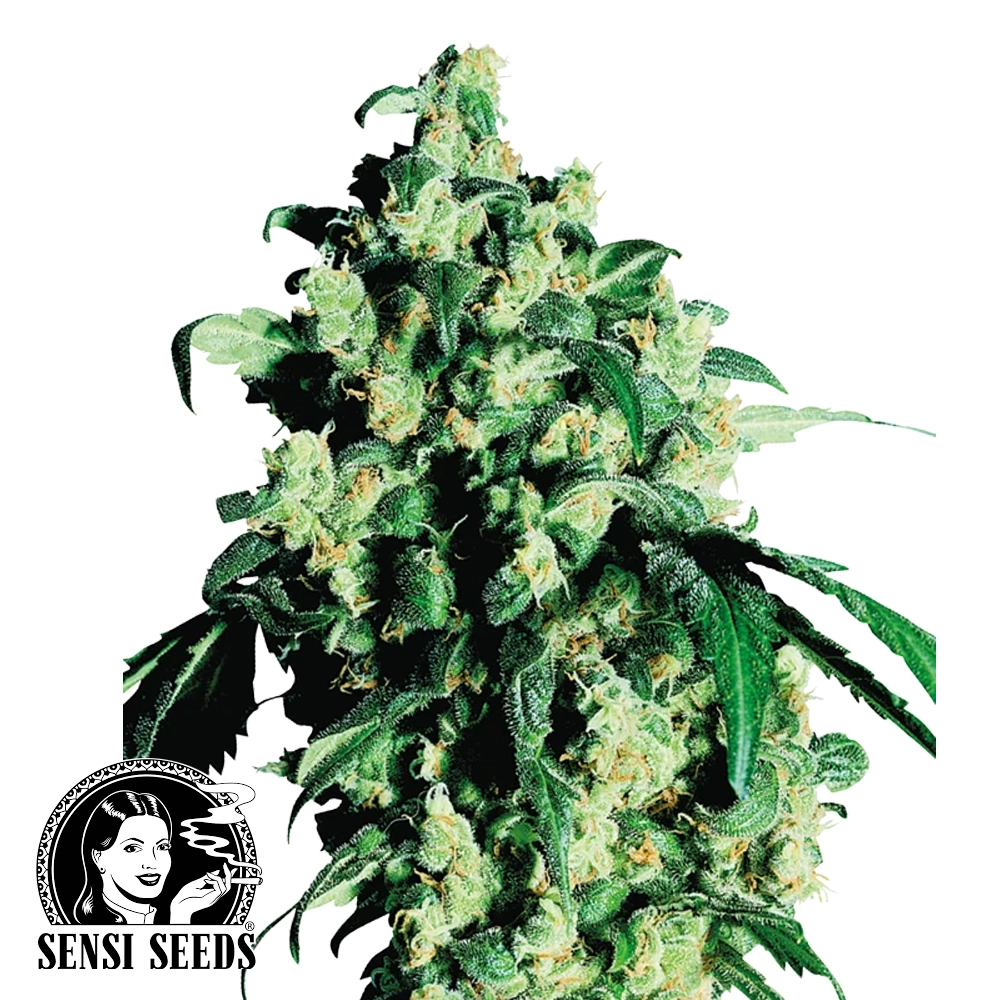 Super Skunk | Feminisierte Hanfsamen von Sensi Seeds | 3 Samen Super Skunk | Feminisierte Hanfsamen von Sensi Seeds