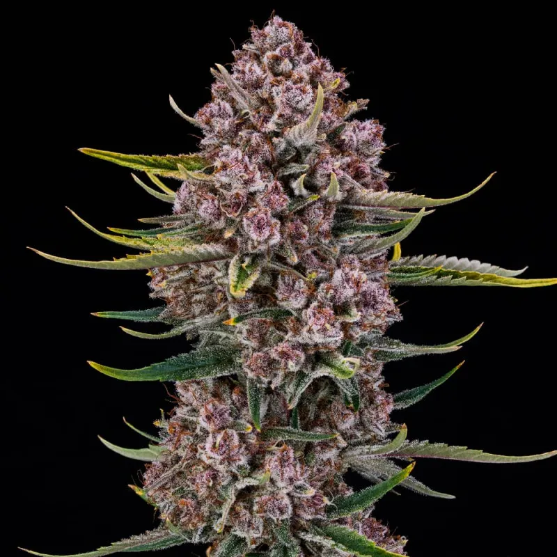 Purplenade XXL Auto Blütentrieb Purplenade XXL Auto Blütentrieb mit violetten Blüten