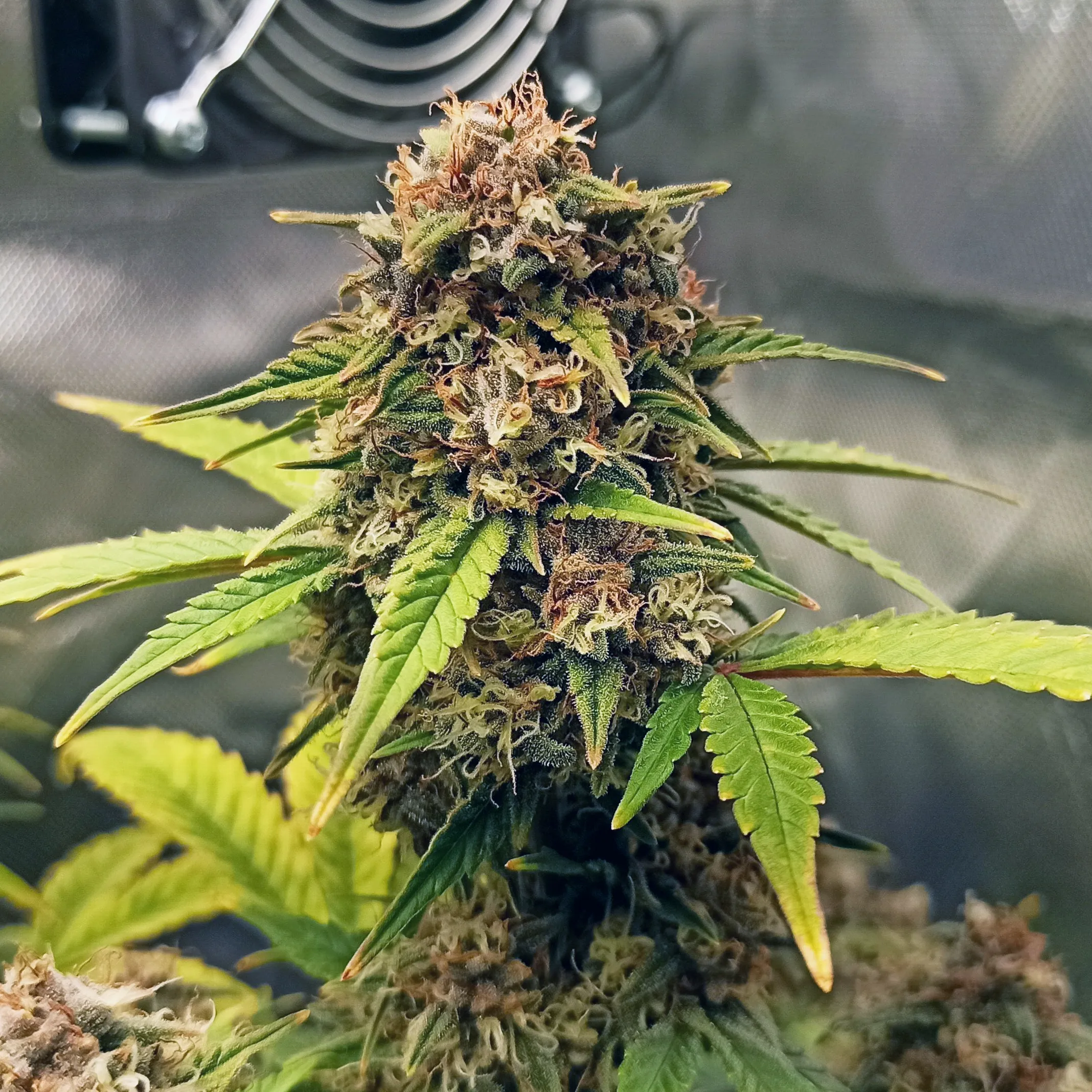 Purple Fast F1 BX Pflanze Purple Fast F1 BX Pflanze mit dichtem Blütenstand im Grow