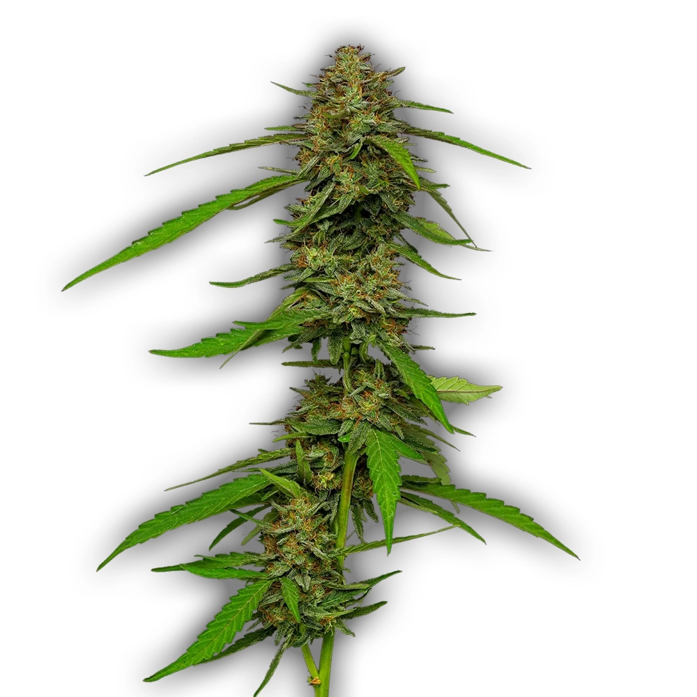 Strawberry Cheesecake | Feminisierte Hanfsamen von Humboldt Seed