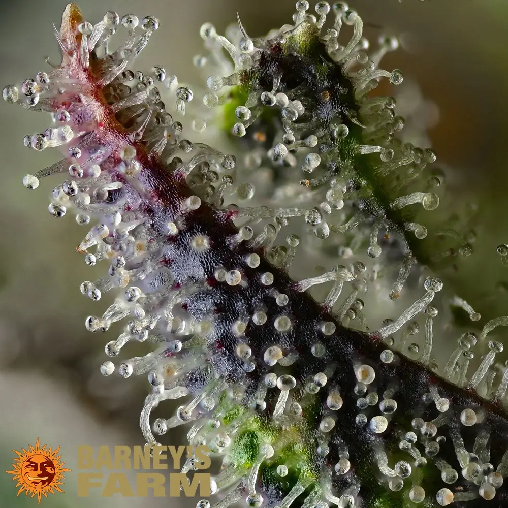 Skunk #1 Trichome Makroaufnahme der Trichome an einer Skunk #1 Blüte