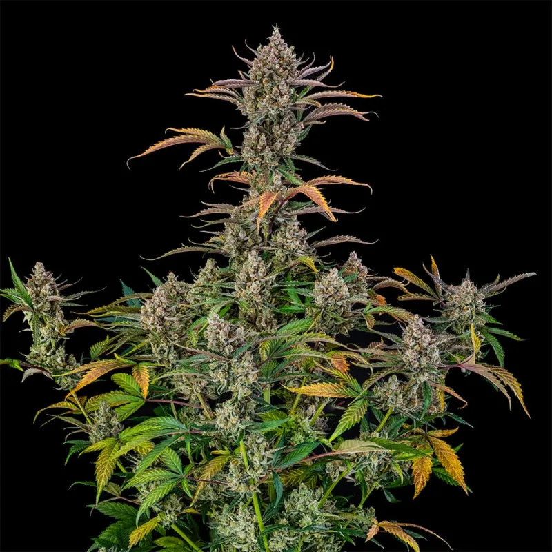 Rainbow Breath Auto Blütentrieb Rainbow Breath Auto Blütentrieb mit bunt gefärbten Blättern