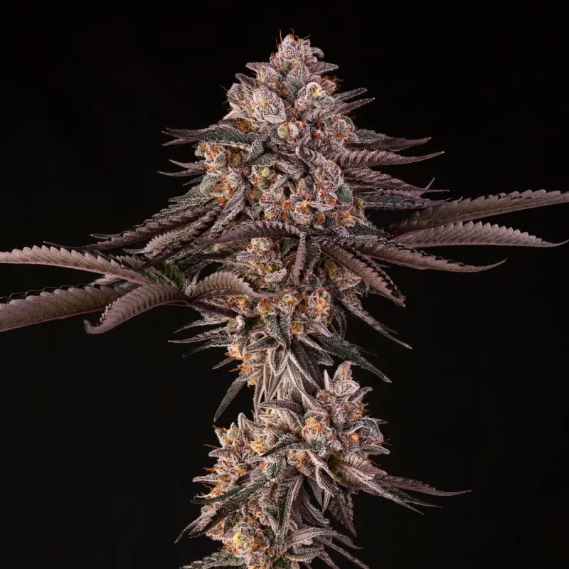 Jamaican Sunset Pflanze Jamaican Sunset Pflanze mit langem, violettem Haupttrieb