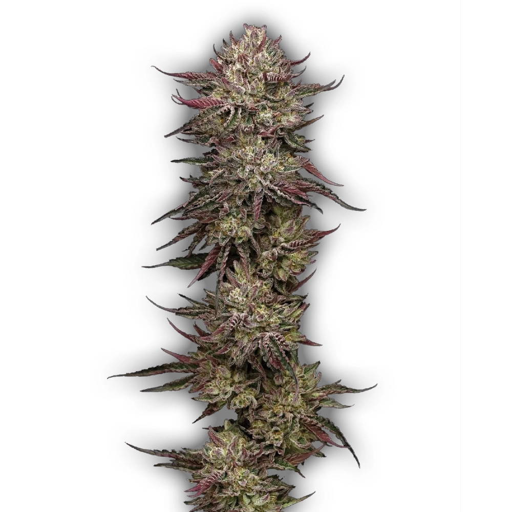 Chicken N'Wafflez | Feminisierte Cannabissamen von Humboldt Seed | 3 Samen Chicken N'Wafflez | Feminisierte Cannabissamen von Humboldt Seed