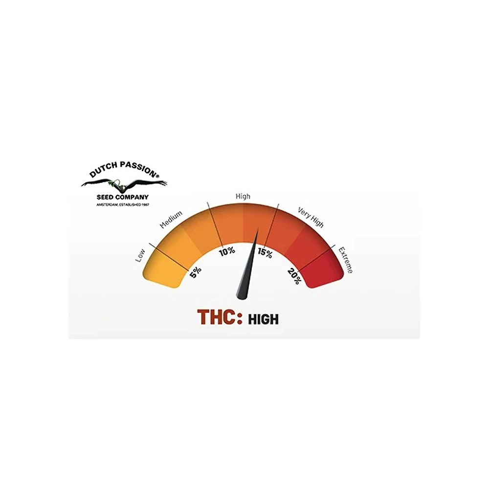 Hollands Hope | Feminisierte Hanfsamen von Dutch Passion