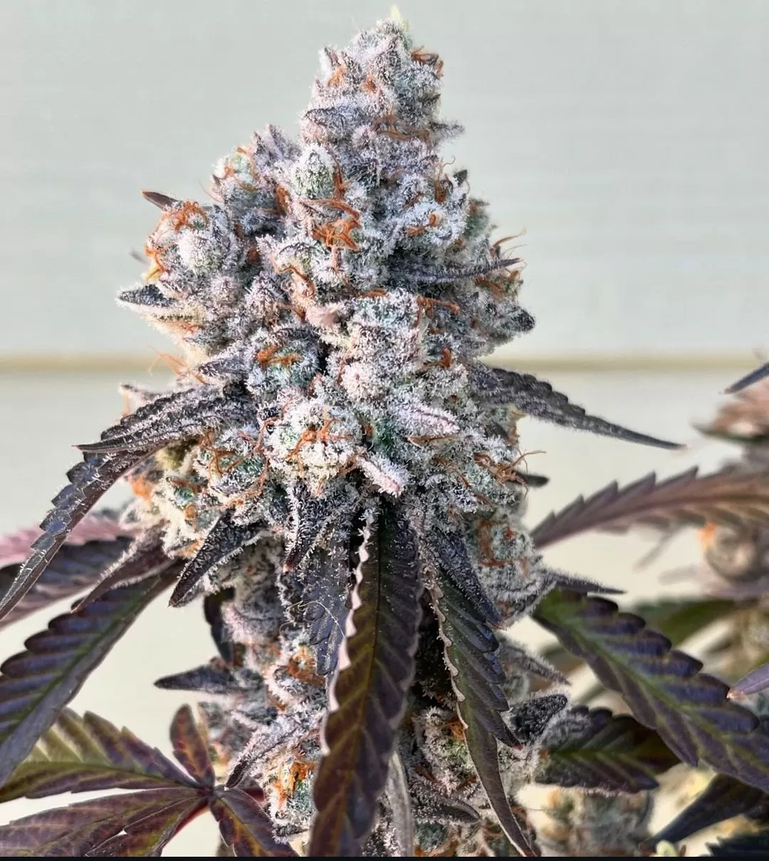 Frostade | Feminisierte Cannabissamen von Umami Seeds | 6 Samen