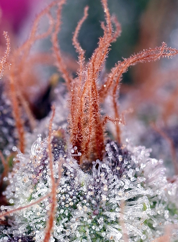 Cream Caramel F1 Fast Version | Feminisierte Cannabissamen von Sweet Seeds