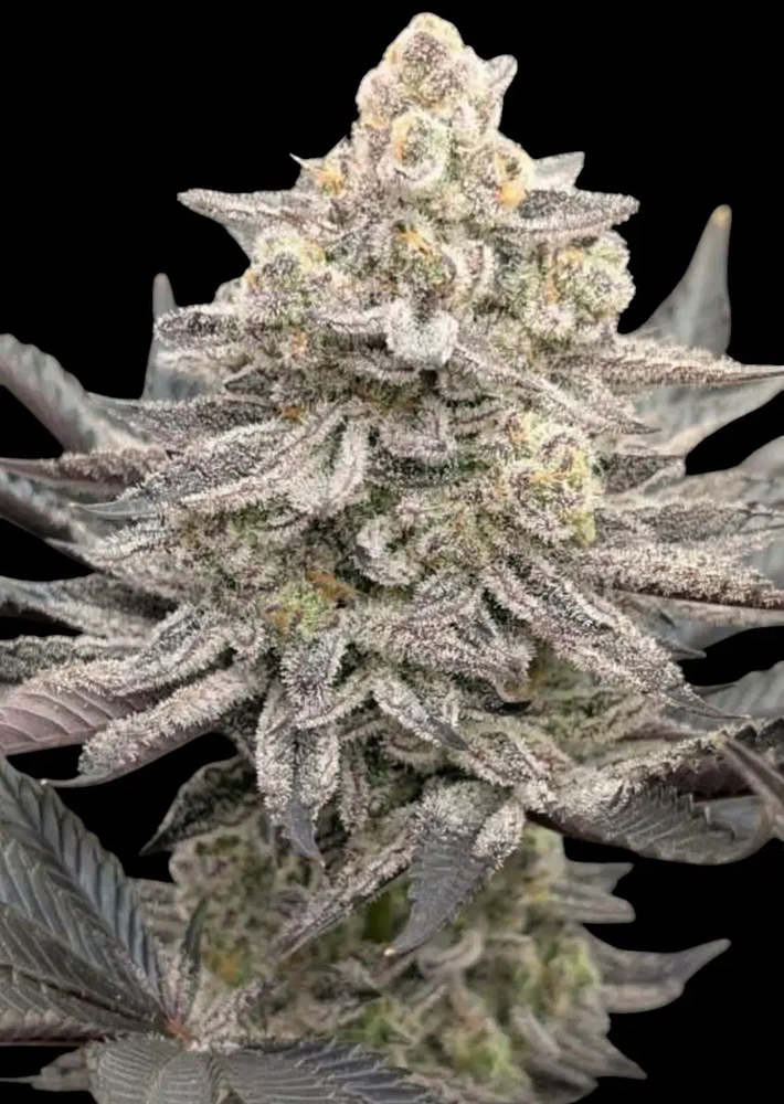 Jokerz Bomb | Feminisierte Cannabissamen von Reverse Genetics | 8 Samen Jokerz Bomb | Feminisierte Cannabissamen von Reverse Genetics | 8 Samen