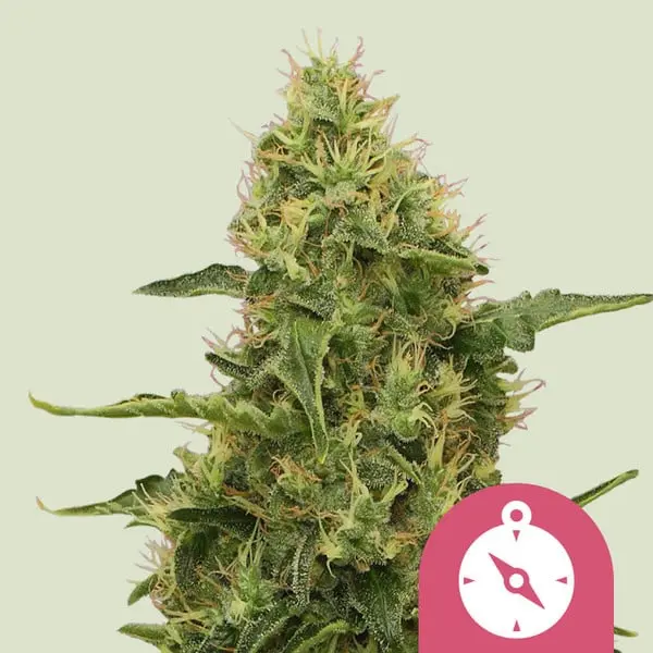Northern Light | Feminisierte Hanfsamen von Royal Queen Seeds | 3 Samen