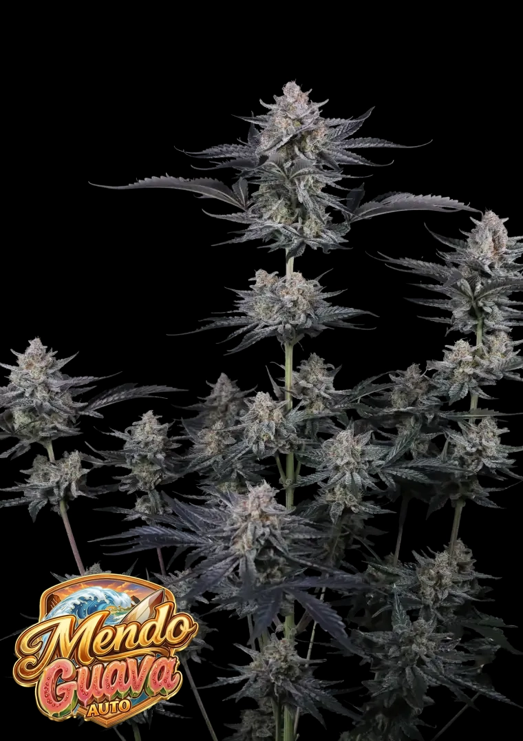 Mendo Guava Auto Pflanze Mendo Guava Auto Cannabispflanze in der Blüte mit Sorten-Logo