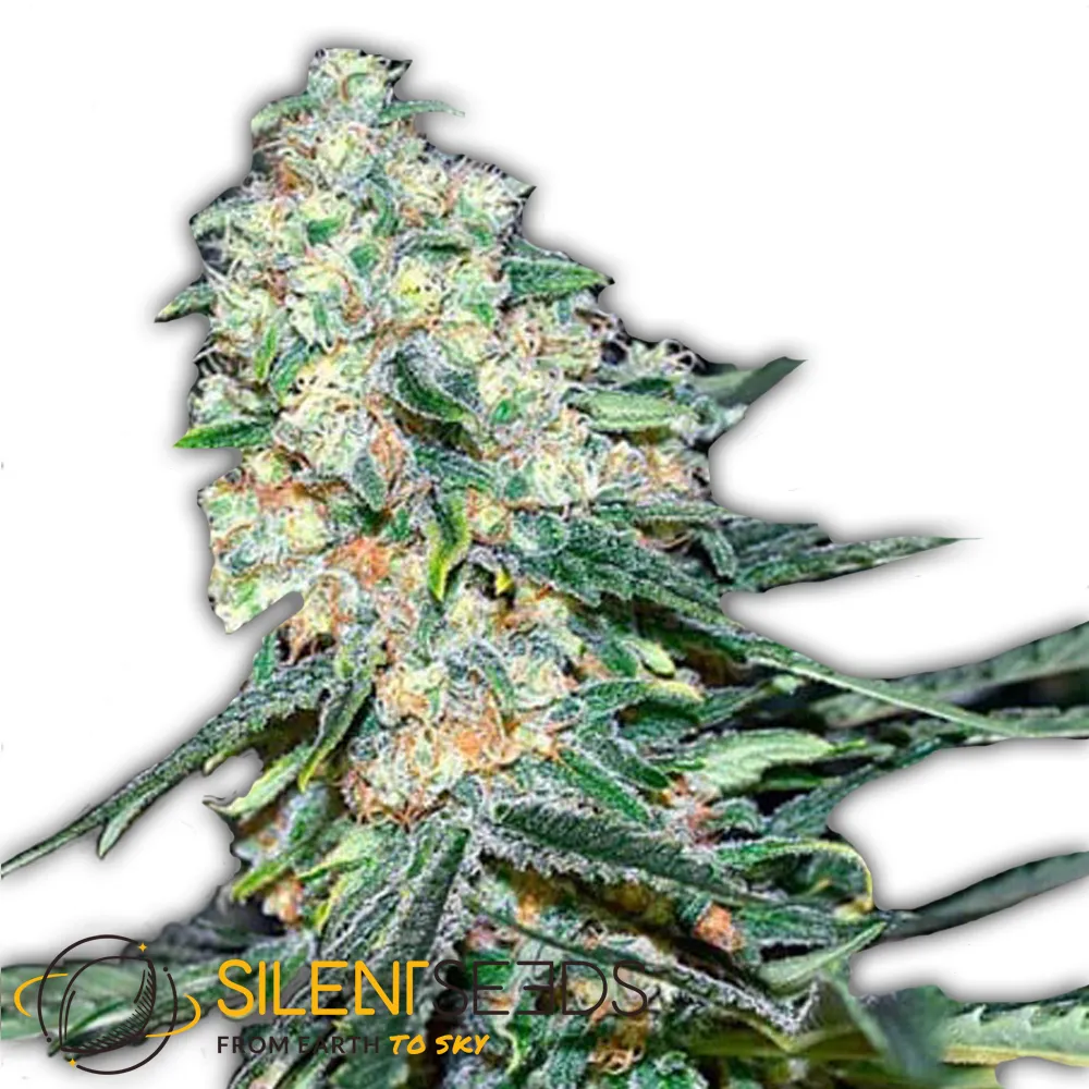 Critical+ 2.0 | Feminisierte Hanfsamen von Silent Seeds