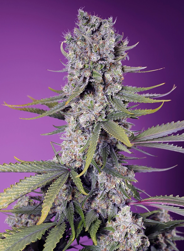 Papaya Zoap F1 Fast Version | Feminisierte Cannabissamen von Sweet Seeds