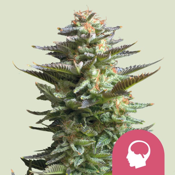 Amnesia Haze | Feminisierte Hanfsamen von Royal Queen Seeds | 3 Samen Amnesia Haze | Feminisierte Hanfsamen von Royal Queen Seeds