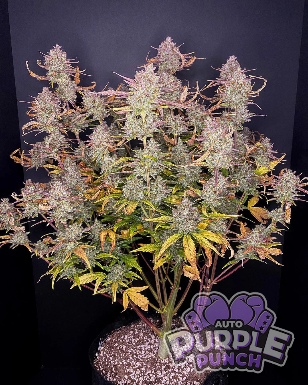 Purple Punch Auto | Autoflowering Cannabissamen von Fast Buds | 3 Samen Purple Punch Auto | Autoflowering Cannabissamen von Fast Buds