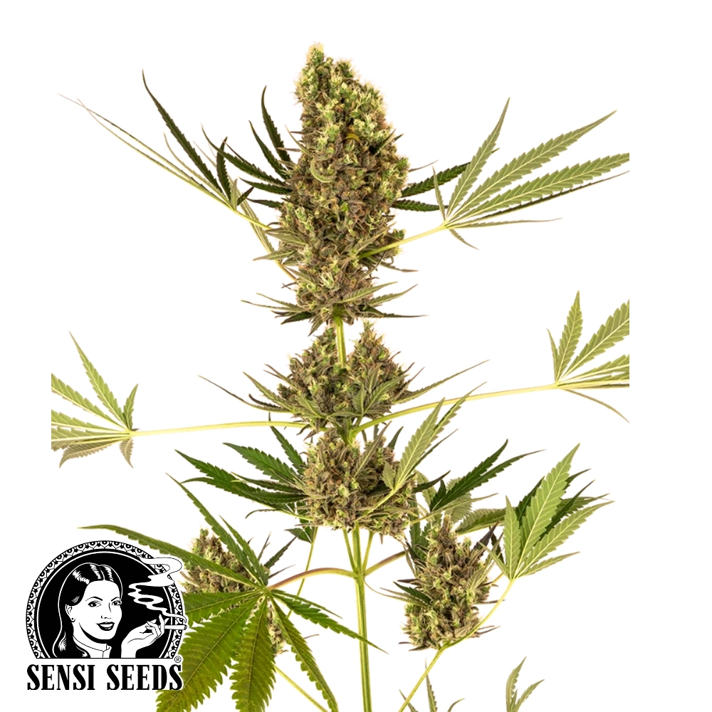 Alpine Delight CBD Auto | Autoflowering Hanfsamen von Sensi Seeds | 3 Samen Alpine Delight CBD Auto | Autoflowering Hanfsamen von Sensi Seeds | 3 Samen