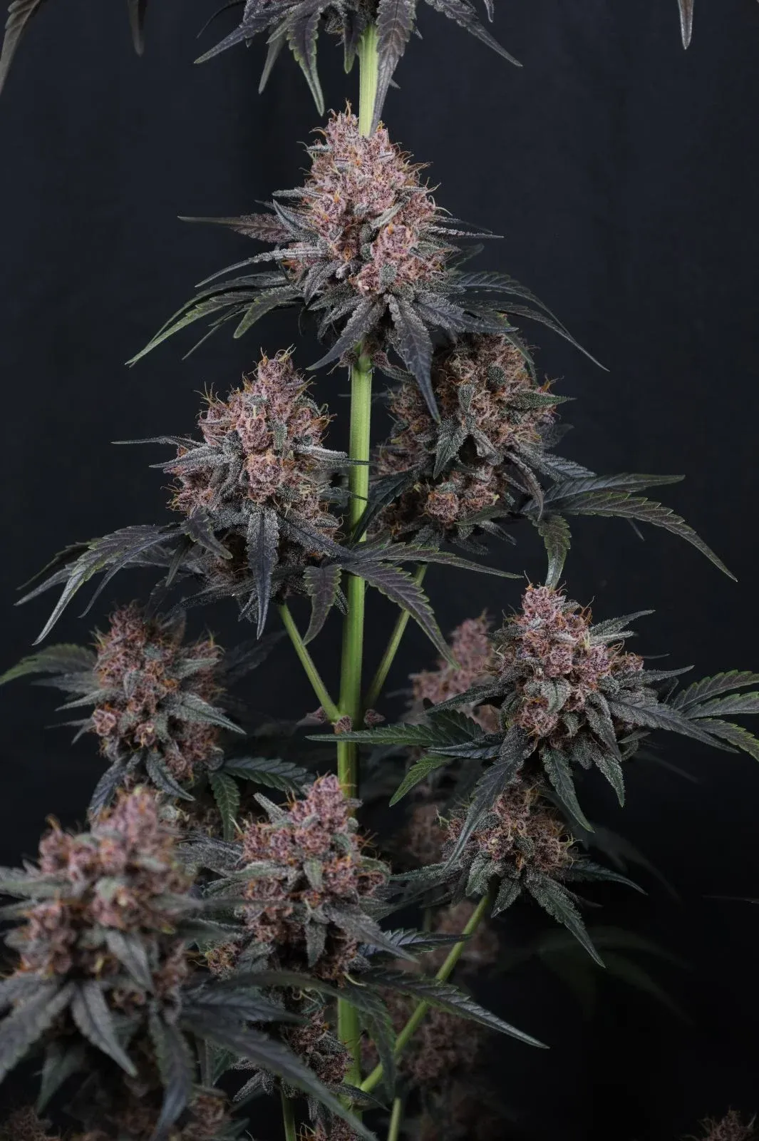 Mango Cherry Runtz Auto Seitentrieb Mango Cherry Runtz Auto Seitentrieb mit violetter Blattfärbung