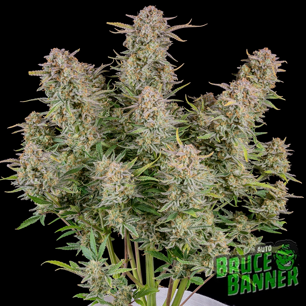 Bruce Banner Auto | Autoflowering Cannabissamen von Fast Buds
