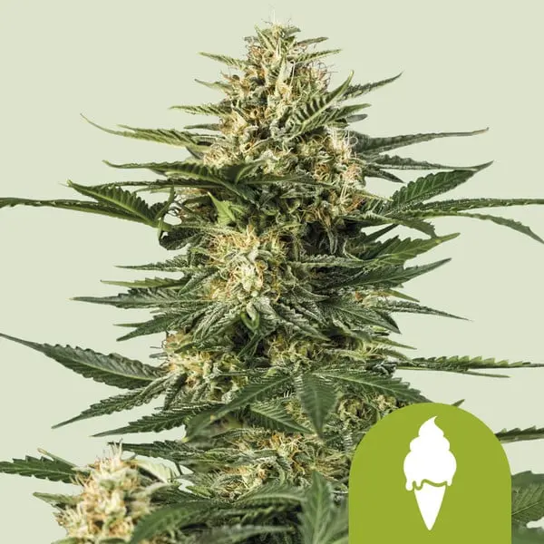 Green Gelato Auto | Autoflowering Cannabissamen von Royal Queen Seeds | 3 Samen Green Gelato Auto | Autoflowering Cannabissamen von Royal Queen Seeds