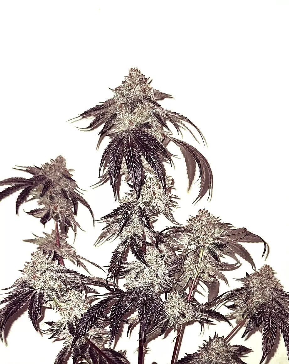 Bath House | Feminisierte Hanfsamen von Umami Seeds | 6 Samen Bath House | Feminisierte Hanfsamen von Umami Seeds | 6 Samen