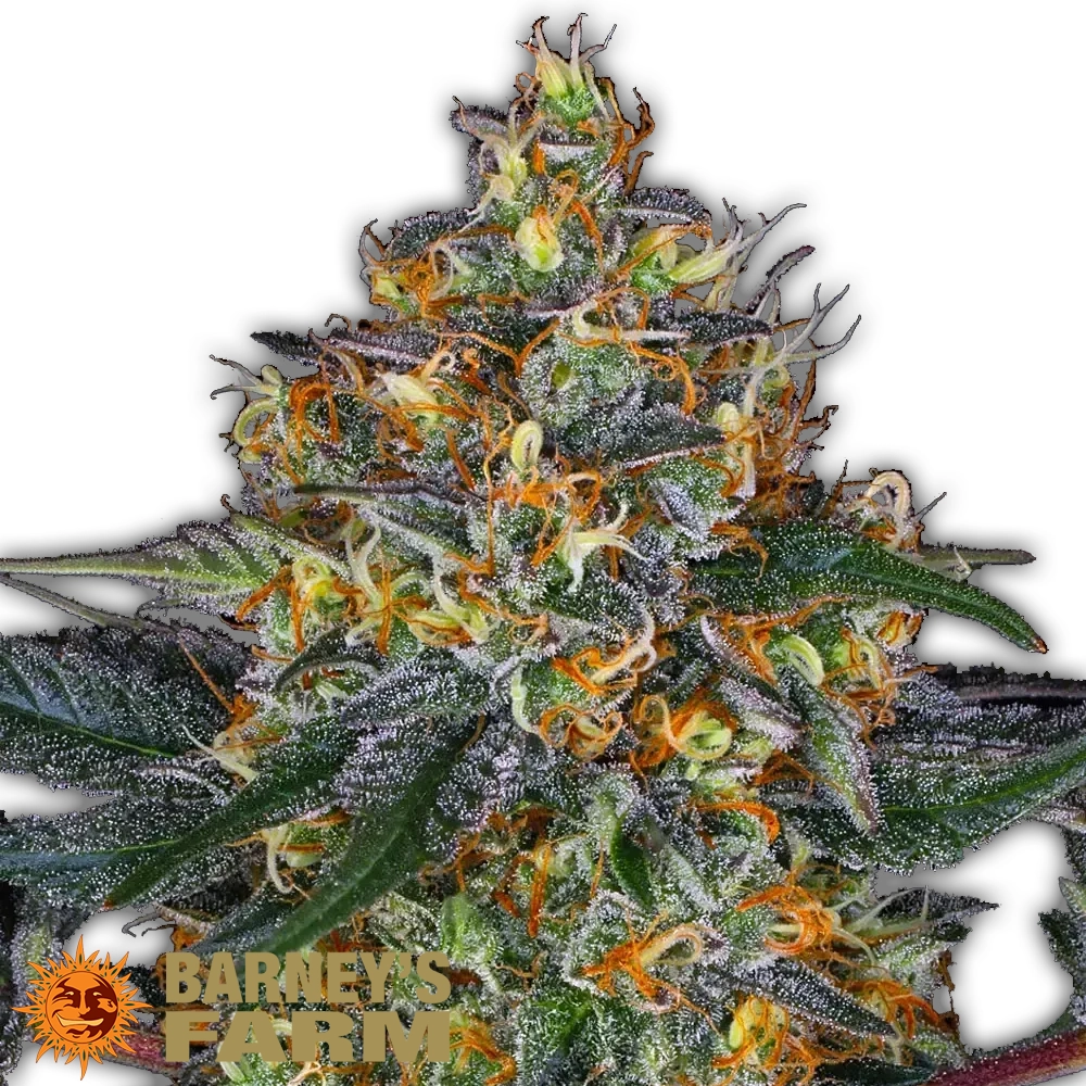 Moby Dick Auto | Autoflowering Cannabissamen von Barney's Farm | 3 Samen Moby Dick Auto | Autoflowering Cannabissamen von Barney's Farm
