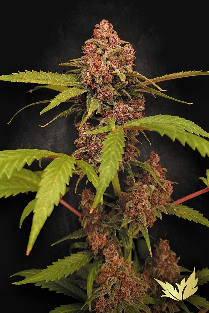 Banana Purple Auto | Autoflowering Hanfsamen von Paradise Seeds | 3 Samen Banana Purple Auto | Autoflowering Hanfsamen von Paradise Seeds | 3 Samen