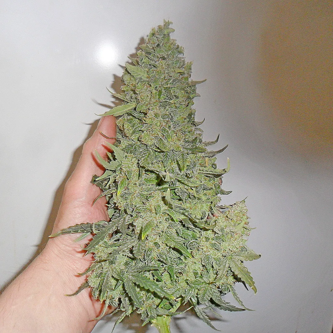 Devotchka Bud in der Hand Devotchka Blütentrieb in einer Hand zur Größeneinordnung