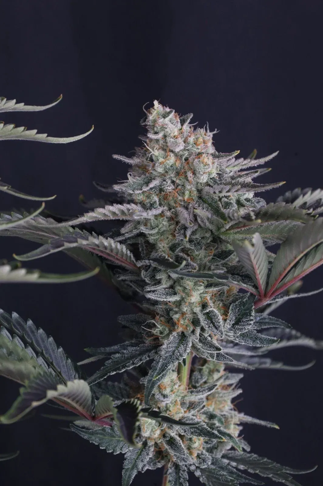 Mendo Frost Auto Blattfärbung Mendo Frost Auto Blütentrieb mit heller Trichomschicht