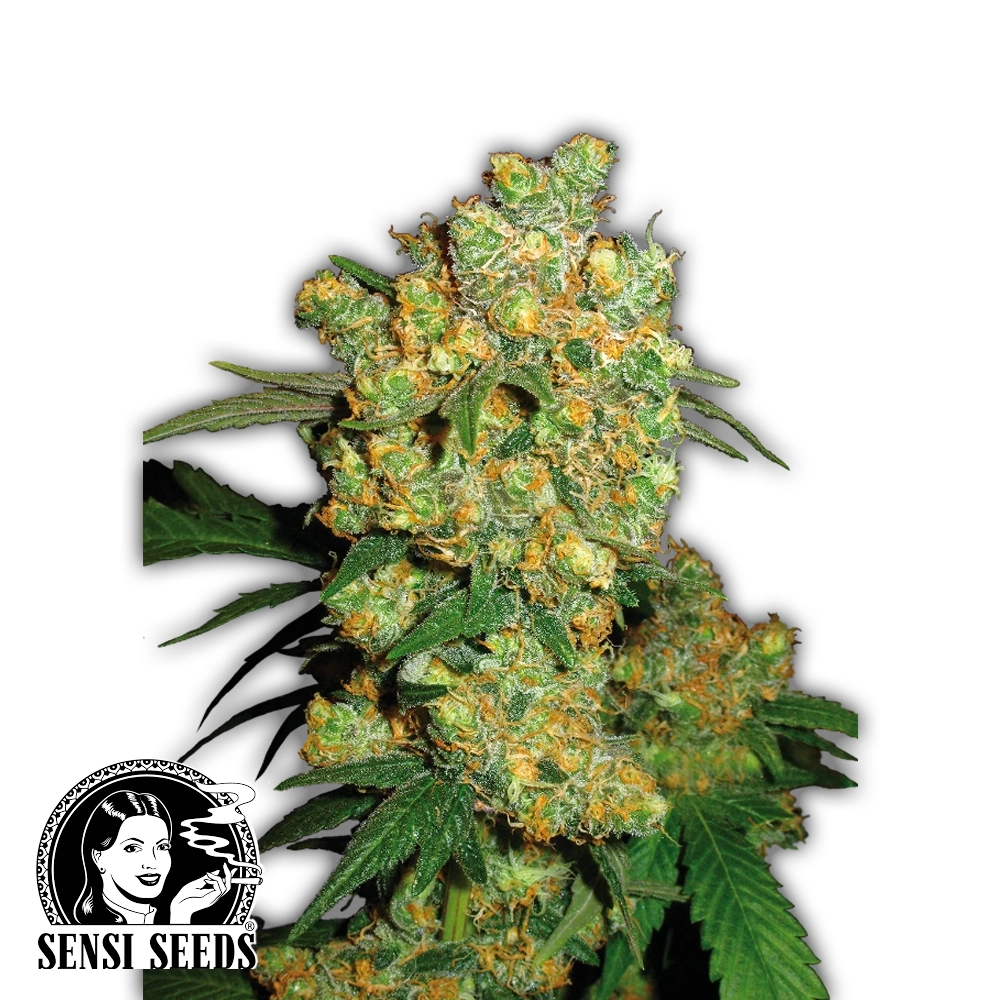 Big Bud | Feminisierte Cannabissamen von Sensi Seeds | 3 Samen Big Bud | Feminisierte Cannabissamen von Sensi Seeds