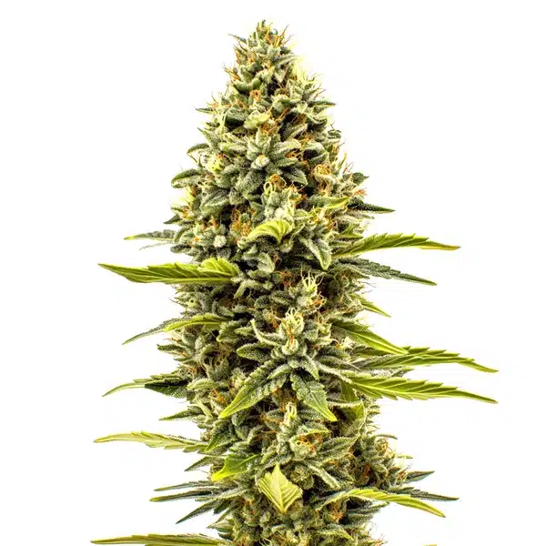 Cheese Auto Pflanze Freigestellte Cheese Auto Pflanze mit gelbgrünen Blüten