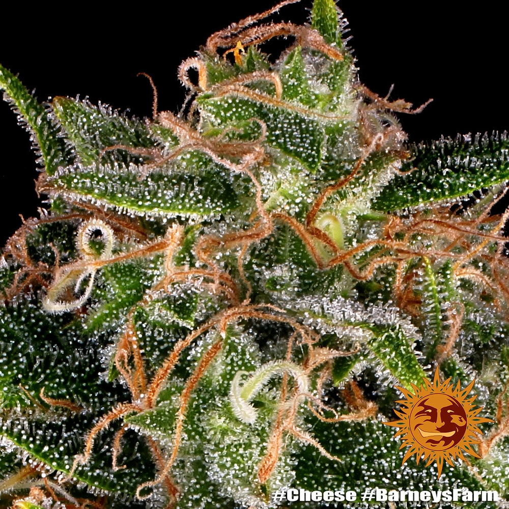 Cheese Trichome Makroaufnahme der Trichome einer Cheese Blüte