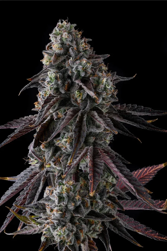 Fruit Riot | Feminisierte Hanfsamen von Compound Genetics | 7 Samen