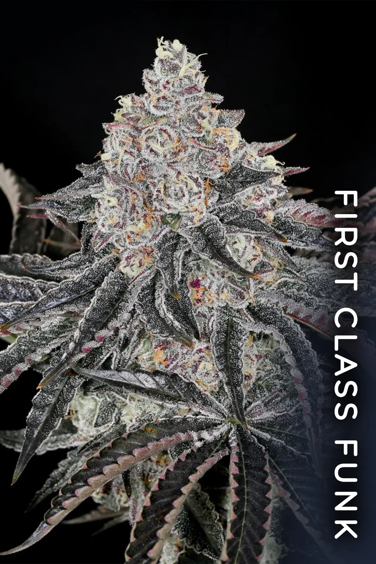 Permafunk | Feminisierte Cannabissamen von Compound Genetics