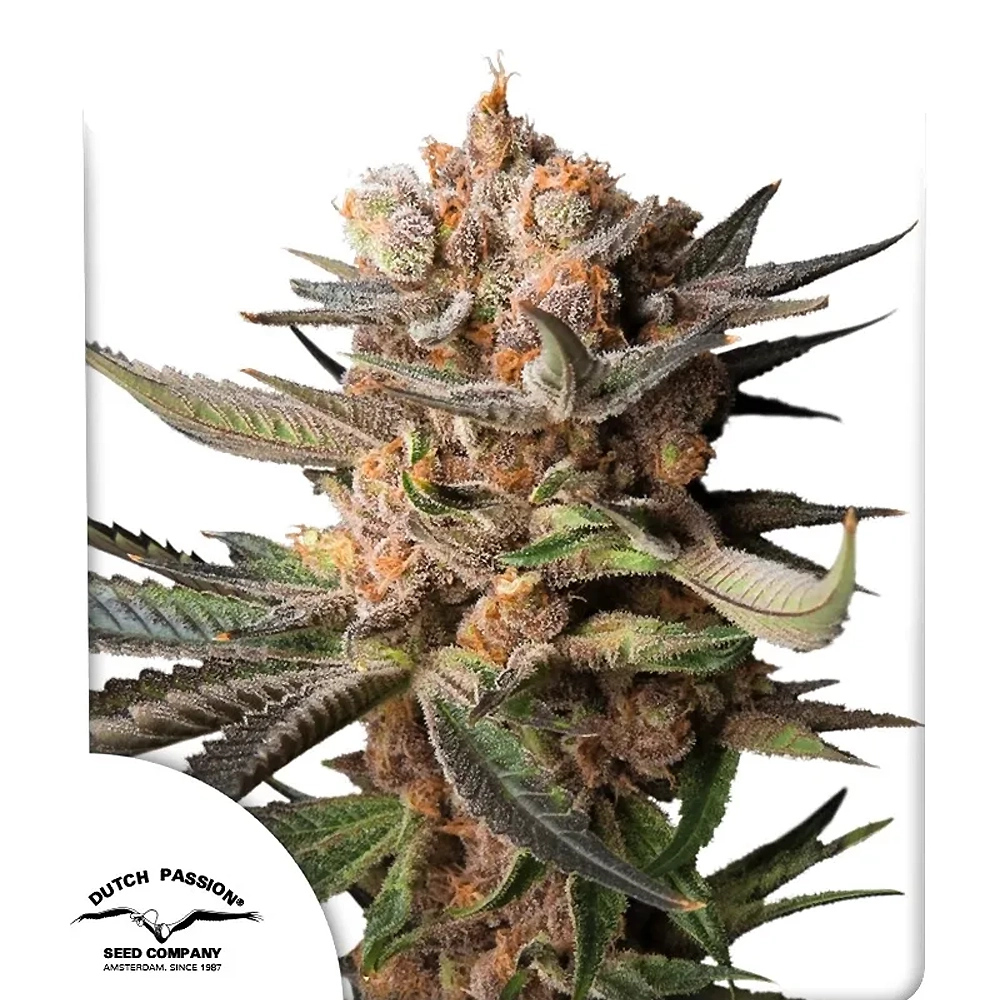 Auto Frozen Biscotti | Autoflowering Hanfsamen von Dutch Passion