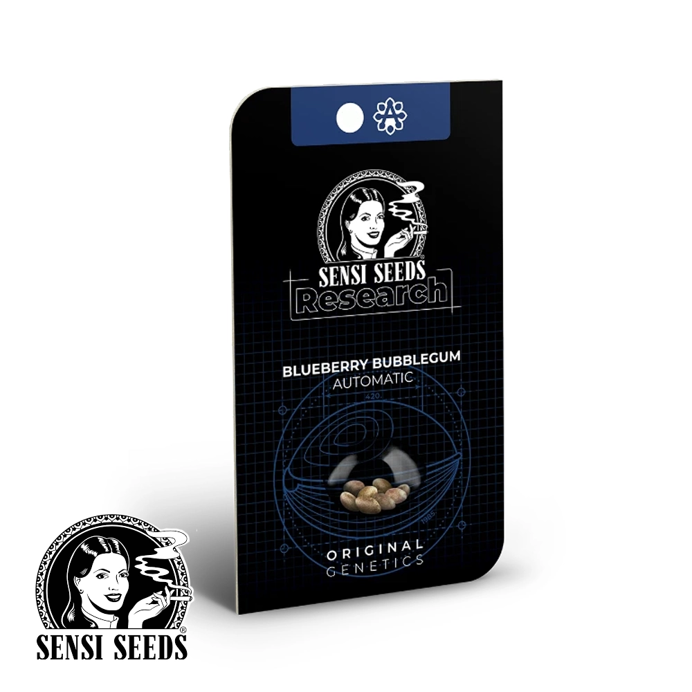 Blueberry Bubblegum Auto | Autoflowering Cannabissamen von Sensi Seeds