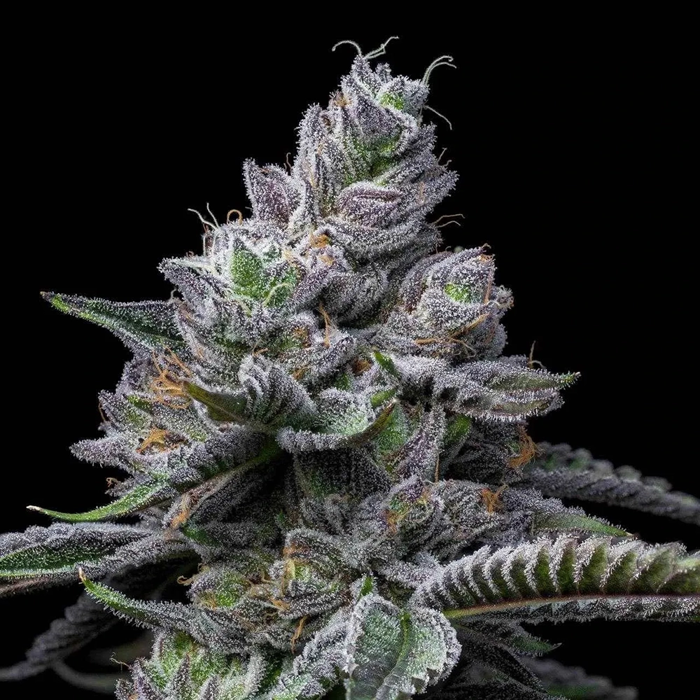 RS11 x Hollywood Blüte RS11 x Hollywood Blütentrieb mit violetten, harzbedeckten Blüten