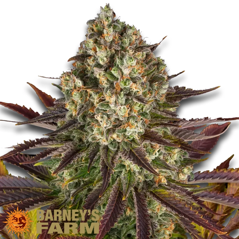 Biscotti | Feminisierte Hanfsamen von Barney's Farm | 3 Samen Biscotti | Feminisierte Hanfsamen von Barney's Farm