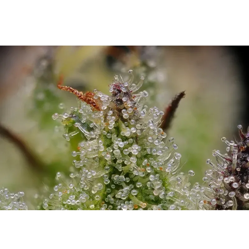 Blueberry Cupcake | Feminisierte Hanfsamen von Humboldt Seed