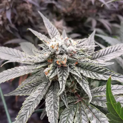 So G Kush | Feminisierte Cannabissamen von Soma Seeds | 3 Samen So G Kush | Feminisierte Cannabissamen von Soma Seeds | 3 Samen
