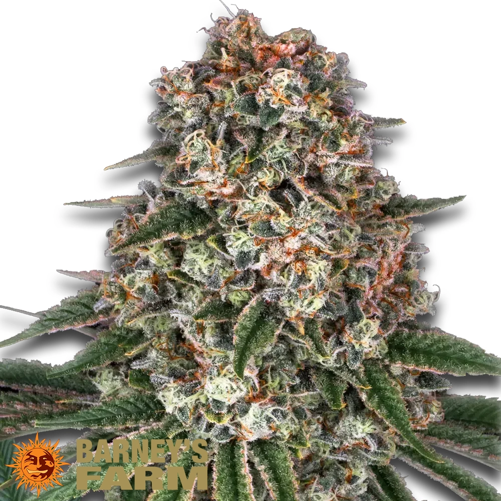 Tropicanna Banana | Feminisierte Hanfsamen von Barney's Farm