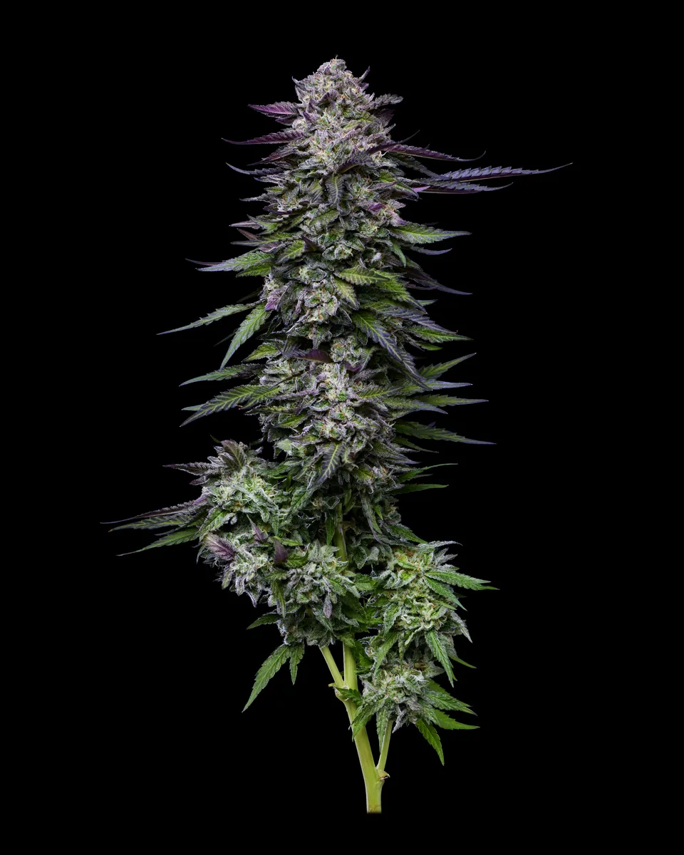 Candy Hustle Pflanze Candy Hustle Cannabispflanze in der Blüte vor schwarzem Hintergrund
