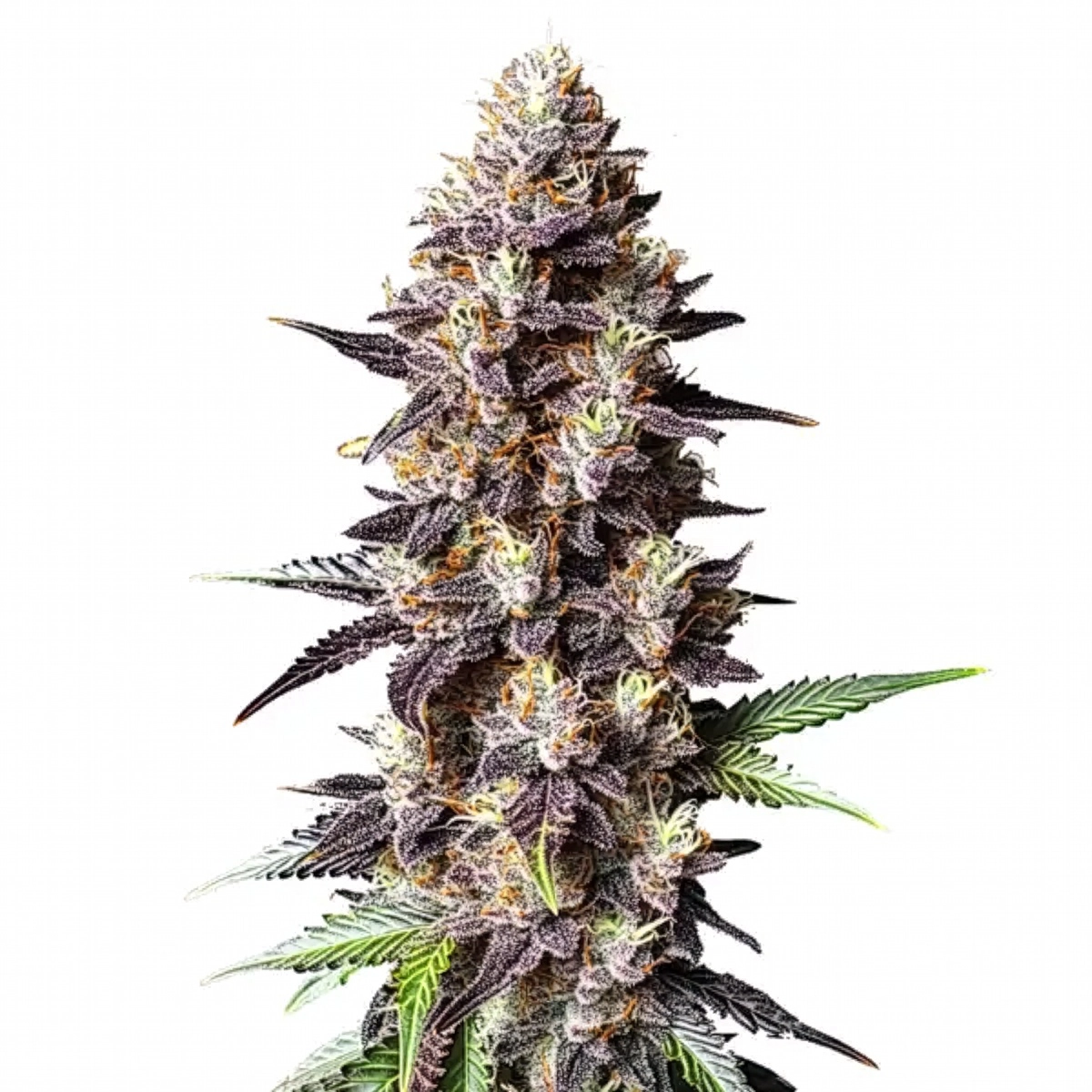 Grandaddy Bruce Pflanze Grandaddy Bruce Cannabispflanze mit dunkelvioletten Blüten