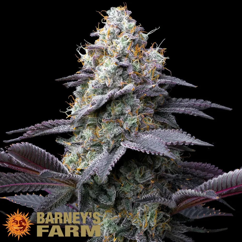 Bubblegum Gelato Pflanze Bubblegum Gelato Cannabispflanze mit violett gefärbten Blättern