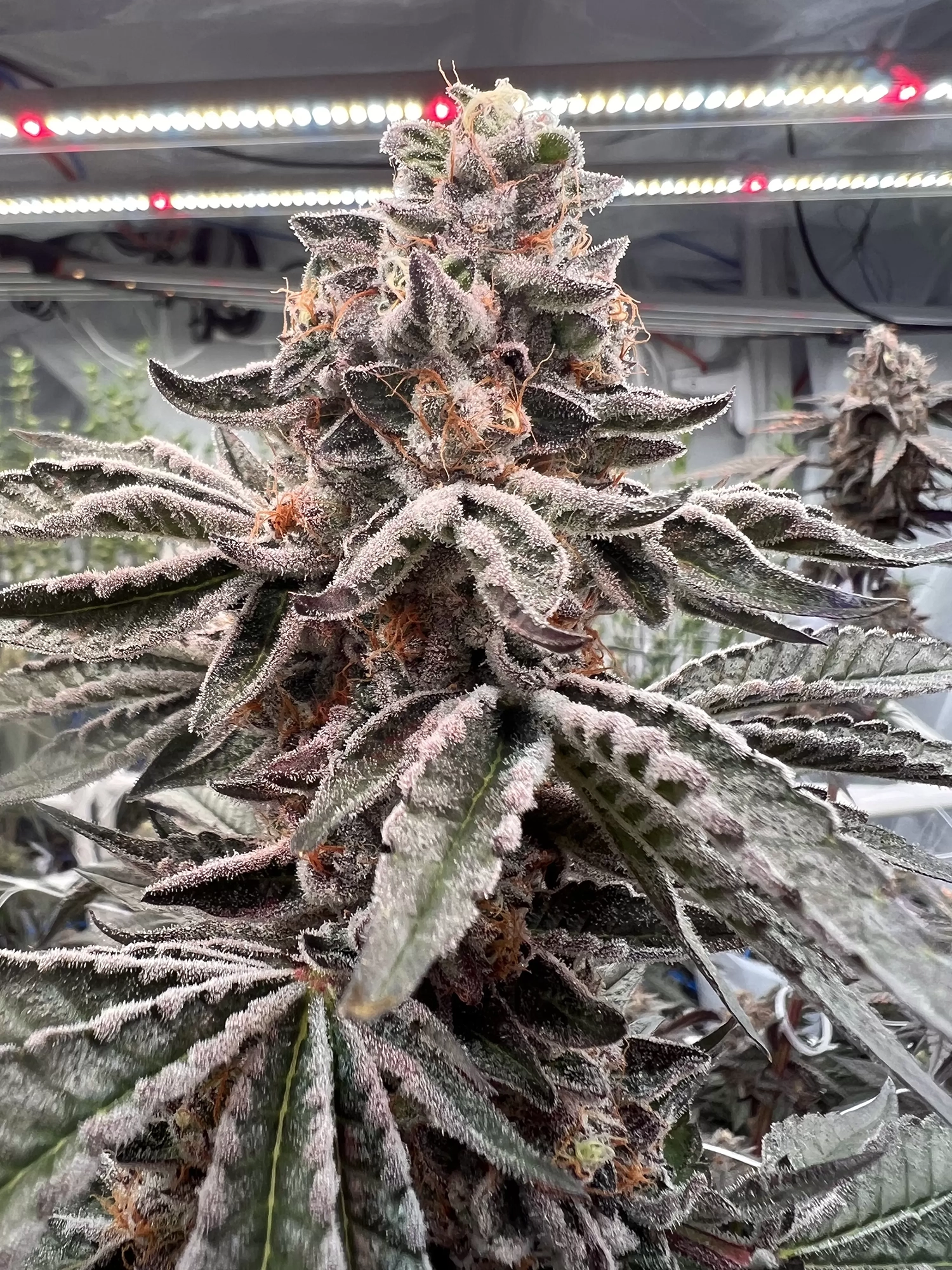 Gym Crush | Feminisierte Hanfsamen von Umami Seeds | 6 Samen