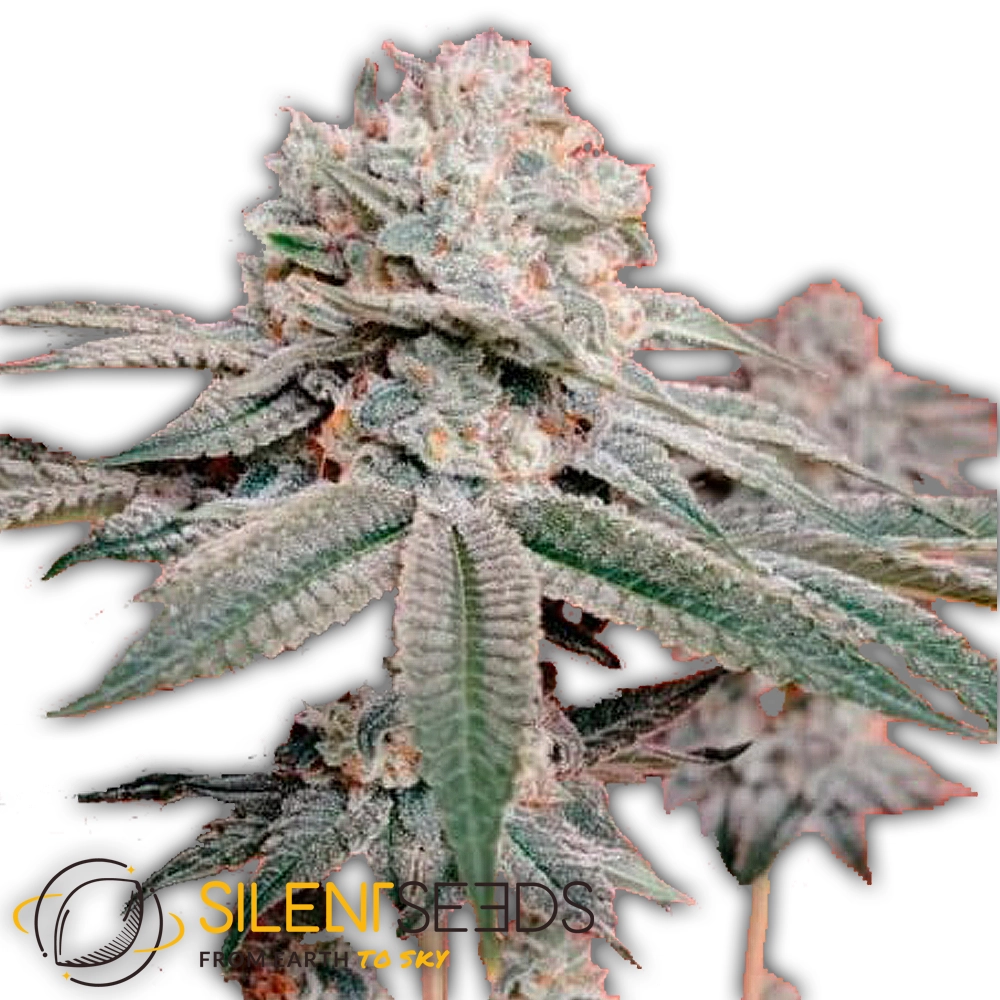 OG Kush | Feminisierte Cannabissamen von Silent Seeds