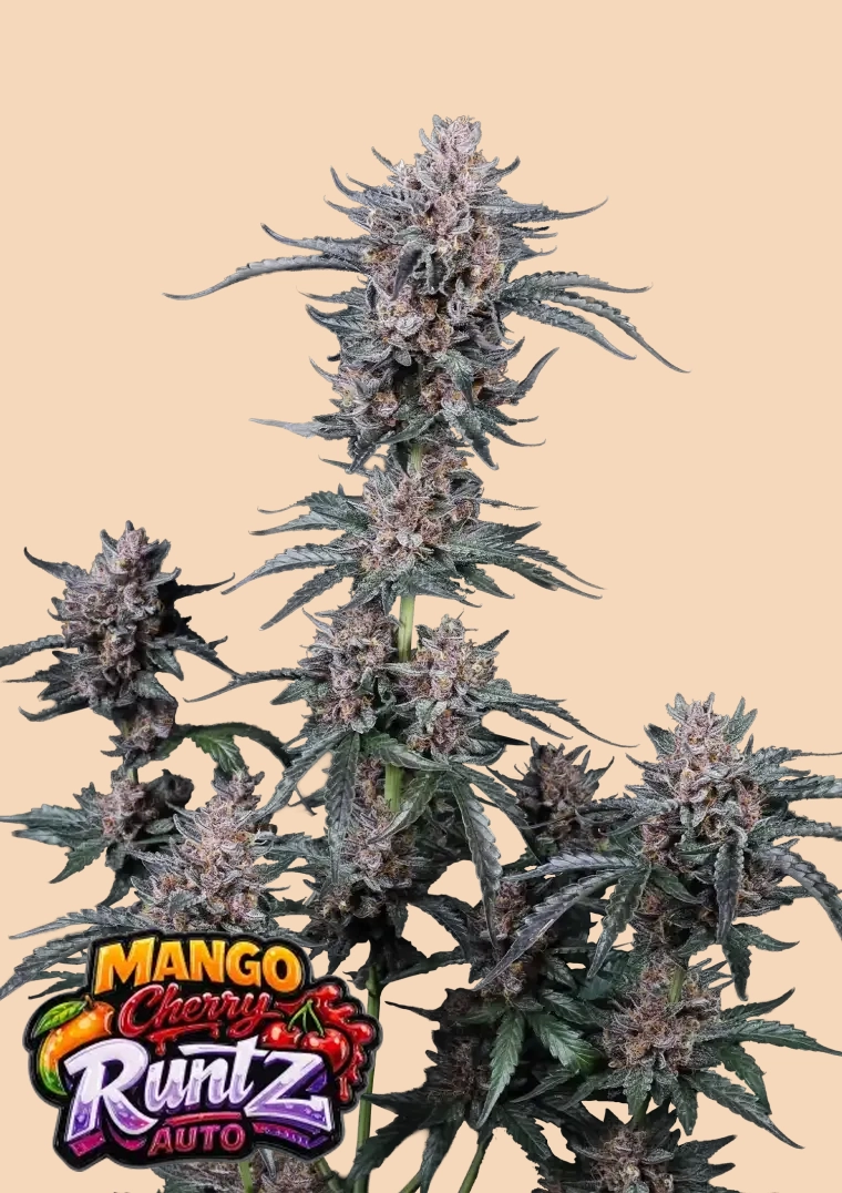 Mango Cherry Runtz Auto Pflanze Mango Cherry Runtz Auto Pflanze in der Blüte mit Sorten-Logo