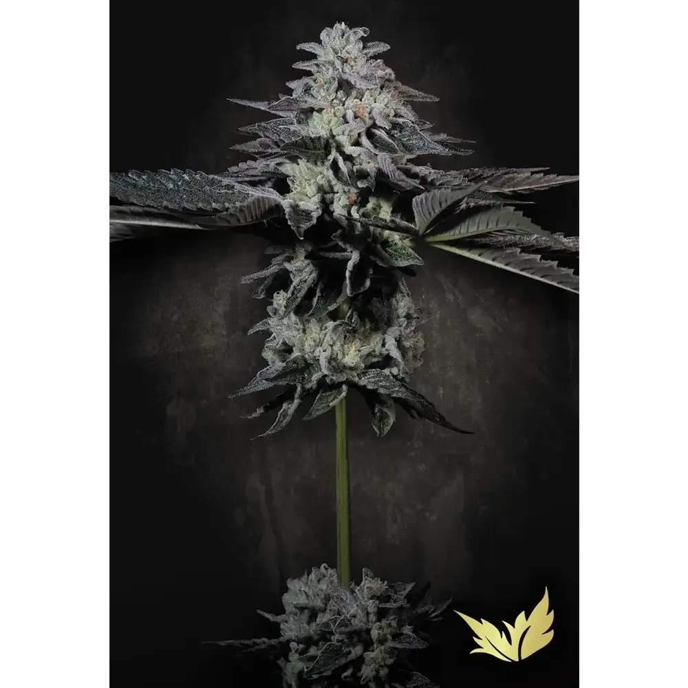 Tropicana Crush | Feminisierte Hanfsamen von Paradise Seeds | 5 Samen Tropicana Crush | Feminisierte Hanfsamen von Paradise Seeds | 5 Samen