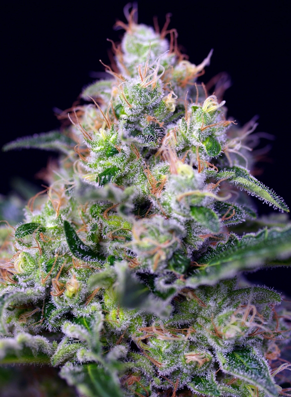 Cream Caramel | Feminisierte Cannabissamen von Sweet Seeds