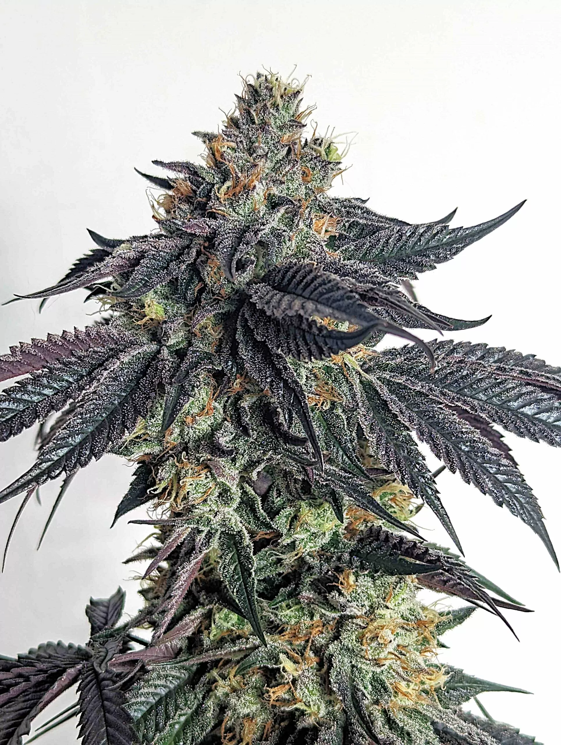 Purple Limeade Pflanze Purple Limeade Cannabispflanze mit violett gefärbten Blättern