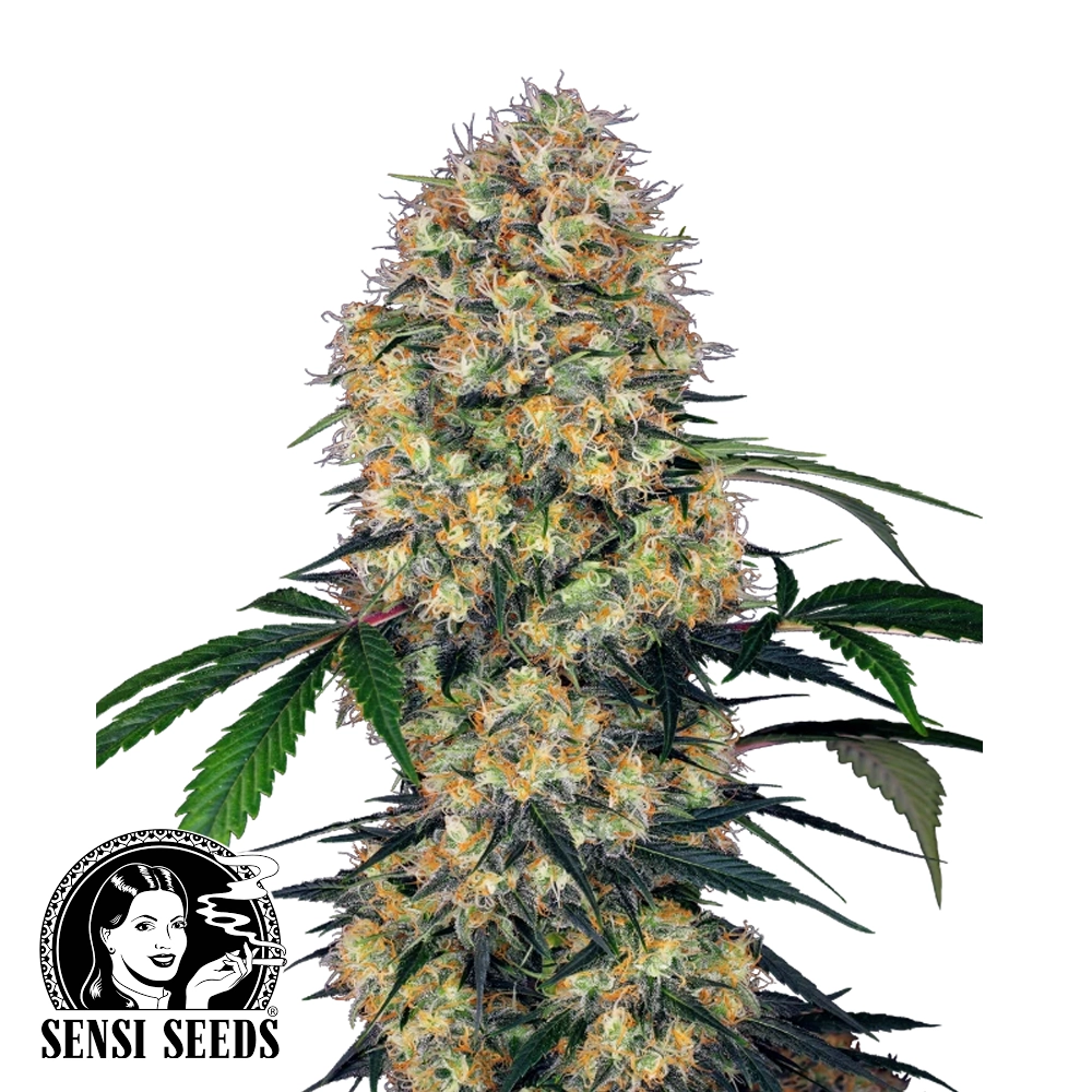 Sensi Amnesia XXL Auto | Autoflowering Hanfsamen von Sensi Seeds | 10 Samen Sensi Amnesia XXL Auto | Autoflowering Hanfsamen von Sensi Seeds