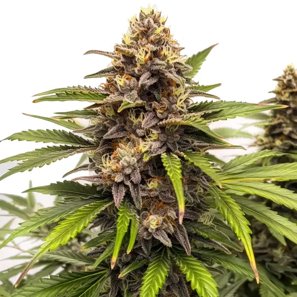 Runtz Autoflower Pflanze Freigestellte Runtz Autoflower Pflanze mit dichtem Blütenstand